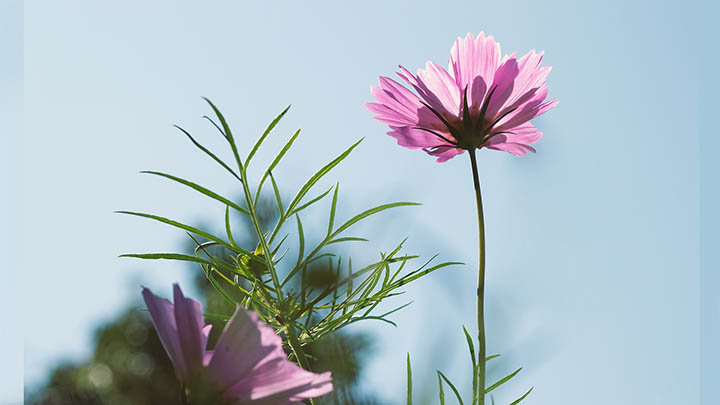 ToDesk下载软件指南+最佳实践经验分享 二