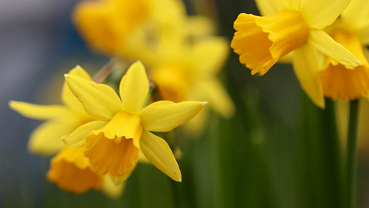 免费ToDesk下载全攻略：轻松搞定Win/Mac版本2025年通用 二