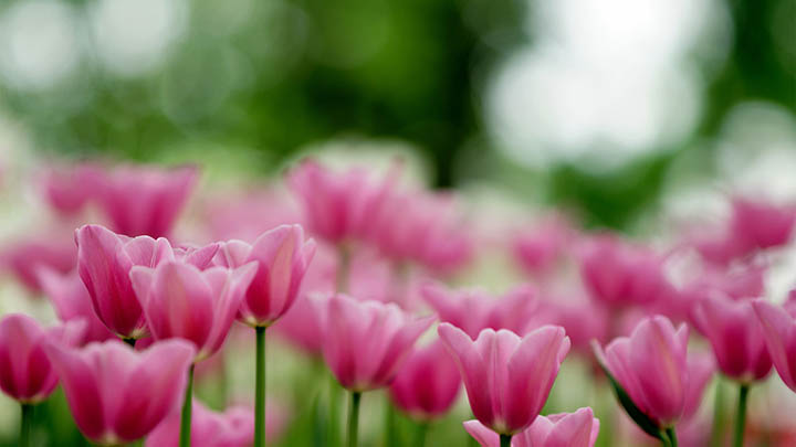 ToDesk下载教程详解!轻松获取安装方法 二