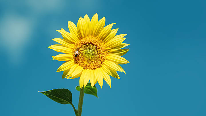 ToDesk下载Mac版教程+安装指南2025年适用 二