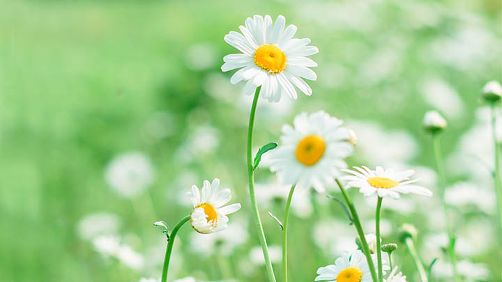 ToDesk下载频频闪退？三个简单方案彻底摆脱烦恼Win/Mac全适用 二