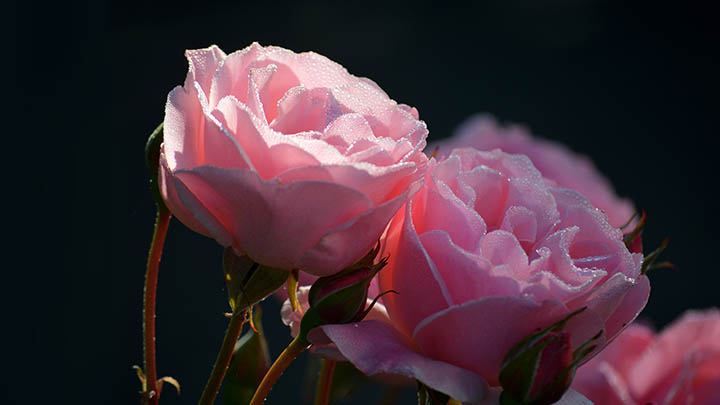 无法找到正版ToDesk下载？官网直连+多平台推荐全攻略 二