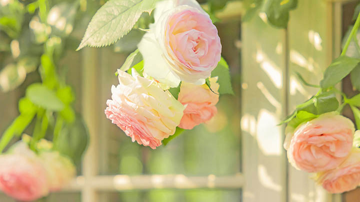 ToDesk下载：官方通道3大秘技 二