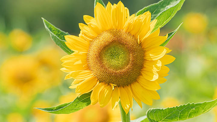 如何快速下载ToDesk官网3.32版本？极速下载安装全攻略+常见问题解答 二